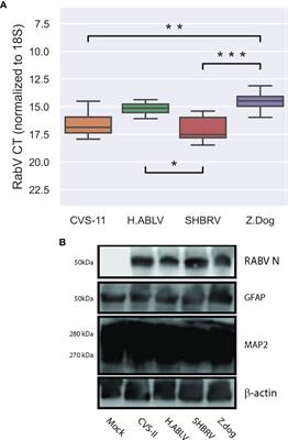 Machine Learning Identifies Cellular and Exosomal MicroRNA Signatures of Lyssavirus Infection in Human Stem Cell-Derived Neurons